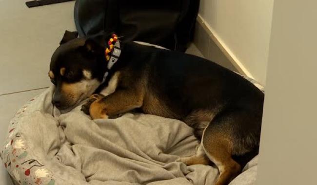 Quévy - Un petit chien adopté par une maison de repos !