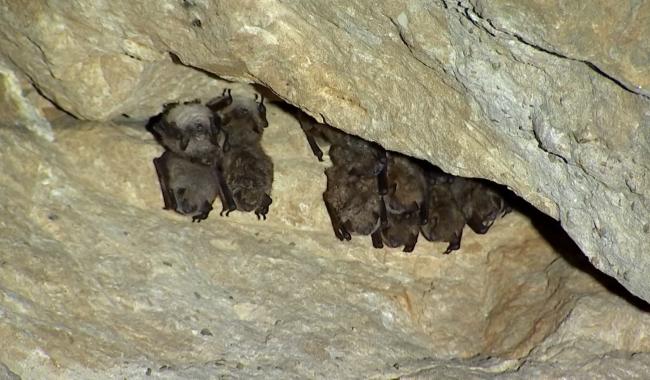 Cuesmes : recensement annuel des chauves-souris à la Malogne