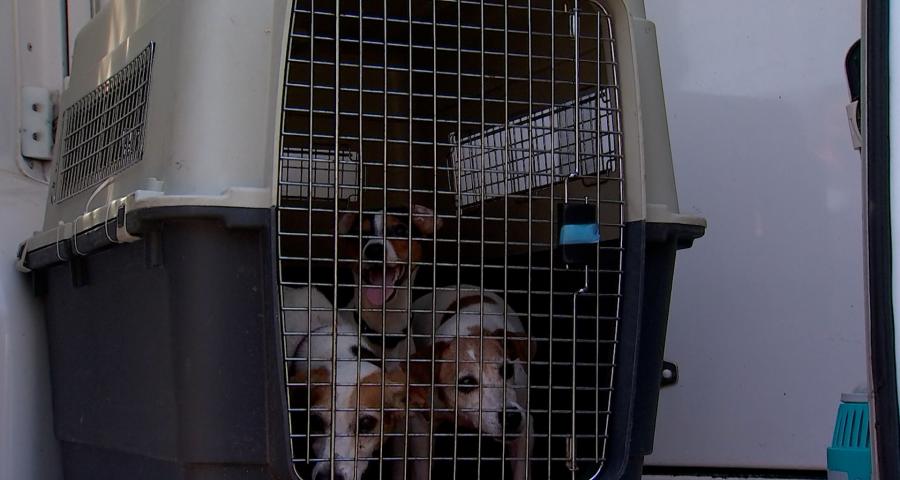 Bien-être animal : un nouveau code plus strict