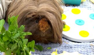 Bien être animal : L'ASBL "La bienveillance" informe les enfants