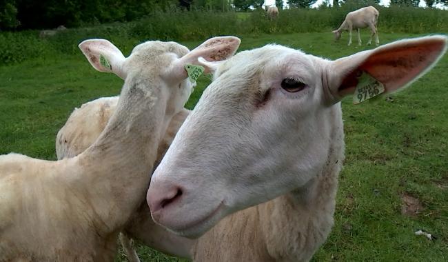 La Bergerie de Leonie, élevage de brebis laitières dans les Hauts-Pays