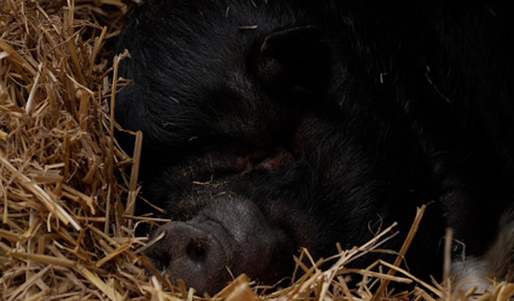 Seule dans sa prairie à Quaregnon, Poupoune espère un foyer pour Noël !