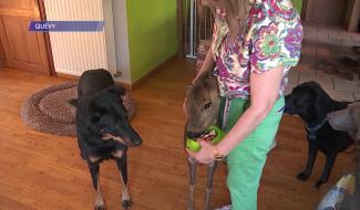 Frameries : Claudine, une vétérinaire pas comme les autres