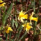 Les jonquilles : une cueillette sous surveillance