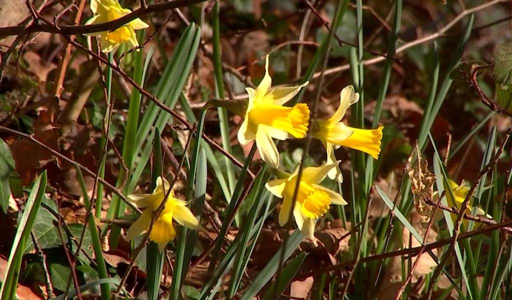 Les jonquilles : une cueillette sous surveillance
