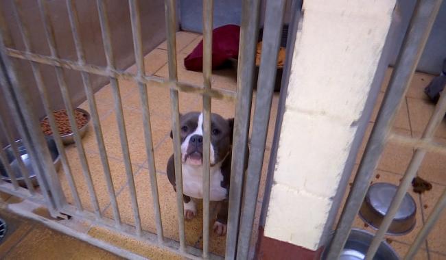 Quaregnon : Trop de chiens saisis à l'Etoile de Bonté!