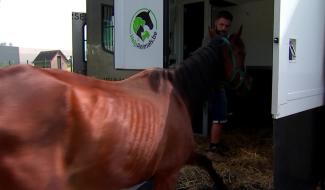 Les animaux d'une "écurie" à Baudour saisis par le bien-être animal