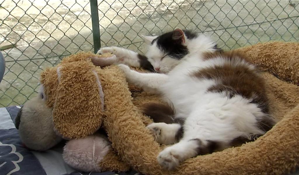 Une aide pour la stérilisation des chats domestiques à Dour