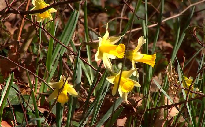 Les jonquilles : une cueillette sous surveillance