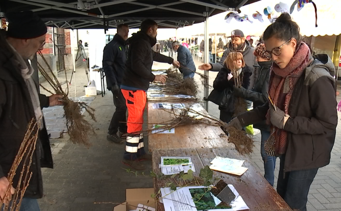 Semaine de l'arbre : Frameries distribue des plants et des semences gratuitement pour une meilleure biodiversité locale