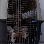Bien-être animal : un nouveau code plus strict
