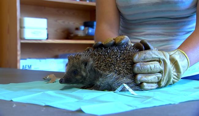 Hérisson blessé ? Contactez le Chalet des Hirchons 