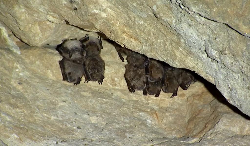 Cuesmes : recensement annuel des chauves-souris à la Malogne