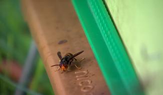 Thulin : les frelons asiatiques menacent l'apiculture