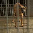 Chiens abandonnés et afflux de chatons : l’Arche de Noé lance un cri d’alarme