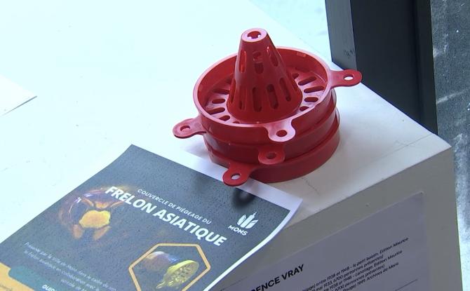 Mons : la Ville distribue des pièges contre les frelons asiatiques