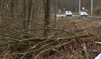 Saint-Ghislain : un ouvrier perd la vie à cause de la chute d'un arbre