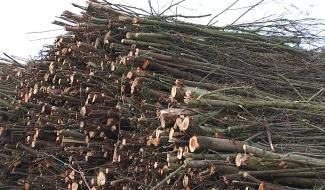 Jardins d'Hyon : le terrain est nu, les riverains sont dévastés