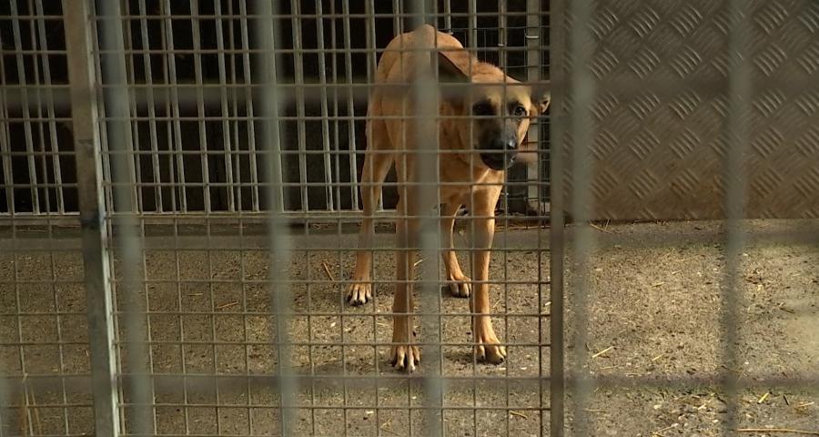 Chiens abandonnés et afflux de chatons : l’Arche de Noé lance un cri d’alarme