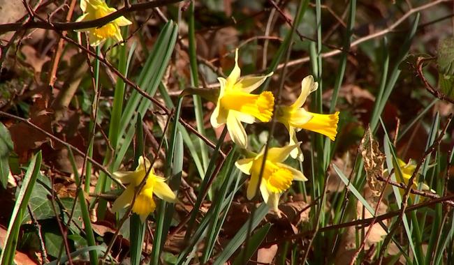 Les jonquilles : une cueillette sous surveillance
