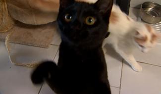 Refuges saturés, l'Arche de Noé est aux abois