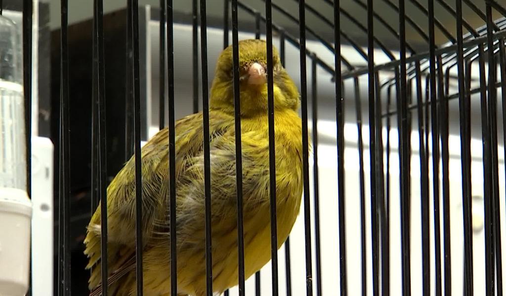 Jurbise : 60 ans de passion ornithologique avec le Tarin des Bruyères