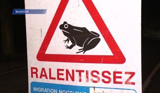 Baudour : une action de sensibilisation à la présence des batraciens et des volontaires sur les routes.