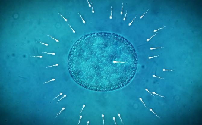 Don de sperme : vers une levée de l'anonymat des donneurs