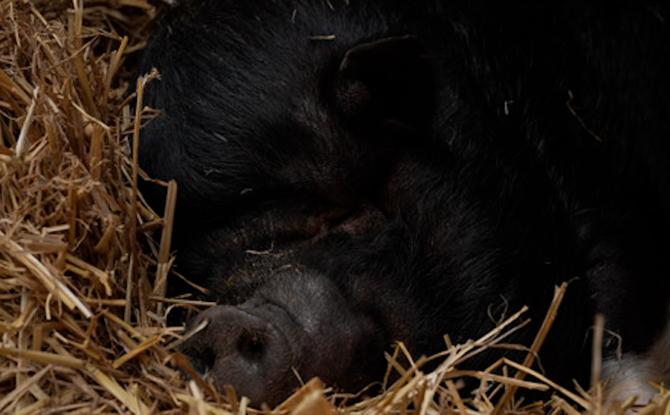 Seule dans sa prairie à Quaregnon, Poupoune espère un foyer pour Noël !