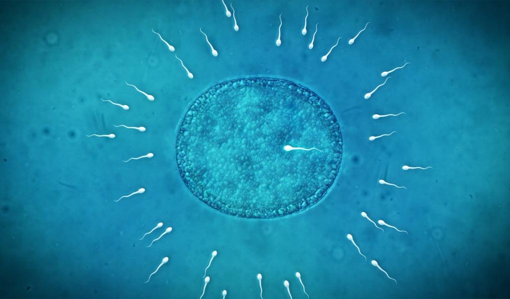 Don de sperme : vers une levée de l'anonymat des donneurs