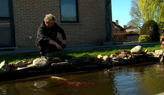 Une taxe qui casse les koïs