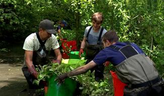 Sirault : Opération gestion des plantes invasives