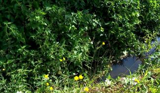 La wateringue au secours du Grand Courant