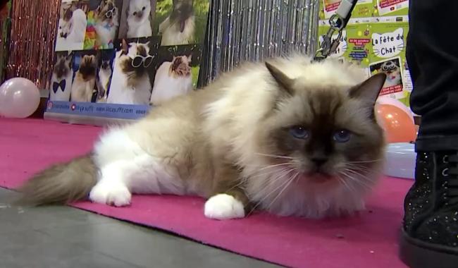 Fête du Chat et Salon du Bien-être animal : nos compagnons à quatre pattes à l'honneur à Sirault et Colfontaine !