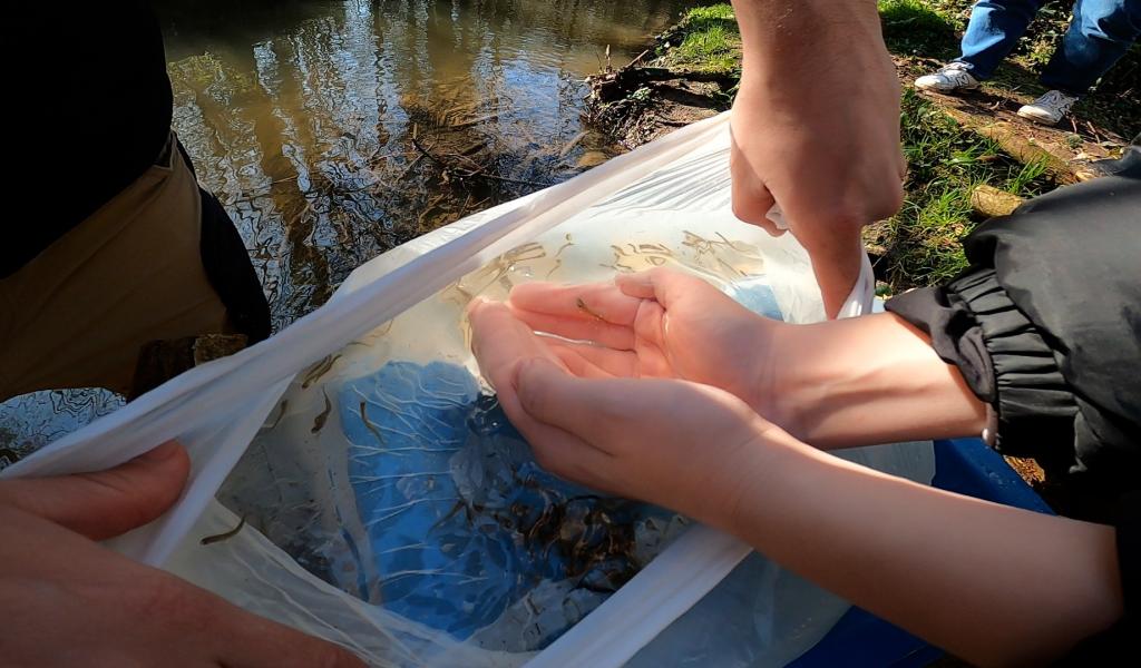 De la classe à la rivière : des élèves relâchent 200 truites dans la Petite Honnelle