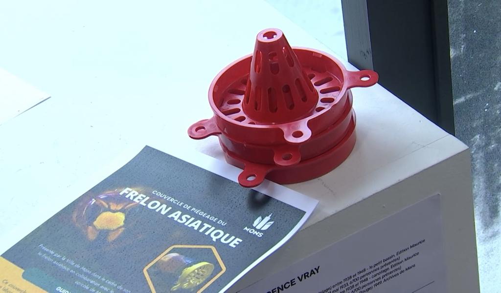 Mons : la Ville distribue des pièges contre les frelons asiatiques