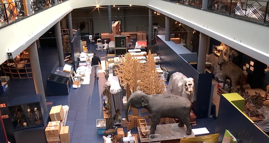 Le Musée Régional des Sciences naturelles de Mons vit ses derniers aménagements !