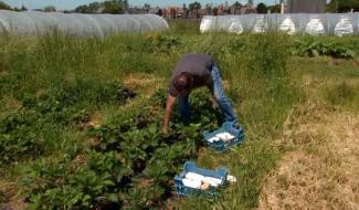 Les Folies maraîchères - Le bio dans la peau!