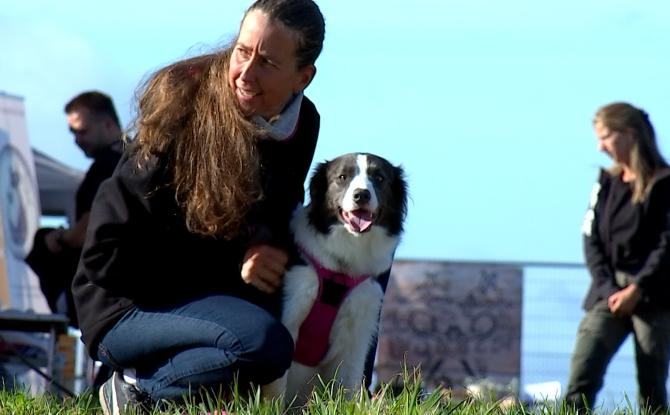 Montignies-Lez-Lens : le refuge 'Amour de Galgos' mobilise contre la maltraitance animale