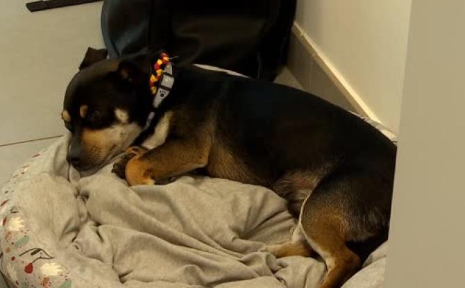 Quévy - Un petit chien adopté par une maison de repos !