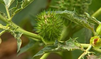 Hensies : le datura, une plante toxique