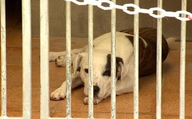 Hausse des abandons: les refuges sont saturés !