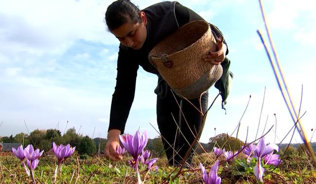 La safranière du Mont Panisel a 10 ans!