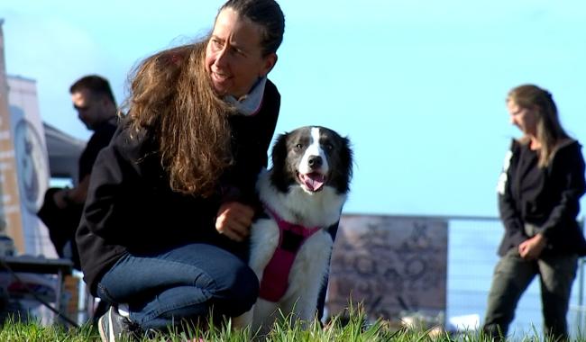 Montignies-Lez-Lens : le refuge 'Amour de Galgos' mobilise contre la maltraitance animale