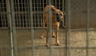 Chiens abandonnés et afflux de chatons : l’Arche de Noé lance un cri d’alarme