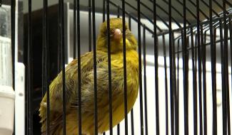 Jurbise : 60 ans de passion ornithologique avec le Tarin des Bruyères