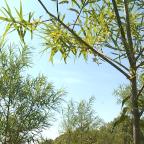 Hensies : une étude scientifique plante des arbres pour gérer la pollution des sols