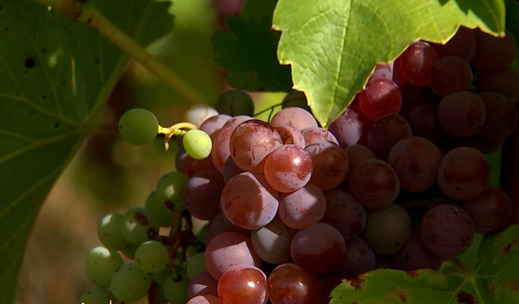 Premières vraies vendanges à Saint-Symphorien pour La Voix des Mêlés : une récolte plus qu'abondante