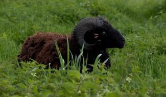 Chèvres et moutons pour entretenir les espaces verts en Hainaut