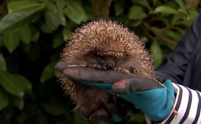 Mons : 2 hérissons du Chalet des Hirchons relâchés sur le site du Chêne aux Haies